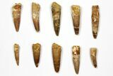 Lot: to Bargain Spinosaurus Teeth - Pieces #108545-1